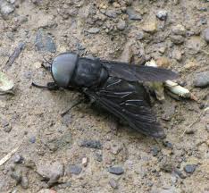 black flies