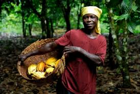 GiveUp Cocoa Farming