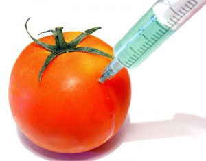 GMO-tomato