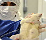 Rat-Tumor-Monsanto-GMO-Cancer-Study-2
