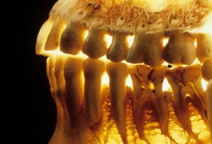 teeth_and-_gums