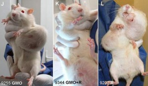 Rat-Tumor-Monsanto-GMO-Cancer-Study-3-Wide