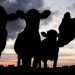 Cattle-Cow-Silhouette-Field-Sunset