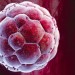 human_blastocyst