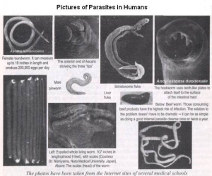 parasites_in_humans